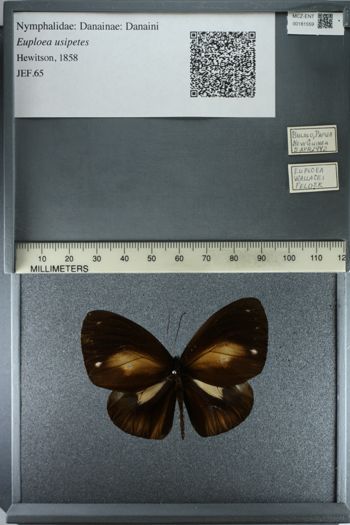 Media type: image;   Entomology 181559